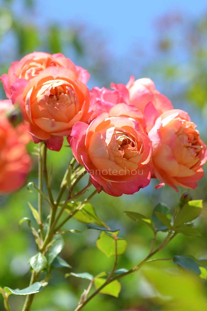 バラ ソレイユ ロマンティカ|花の手帖の薔薇図鑑