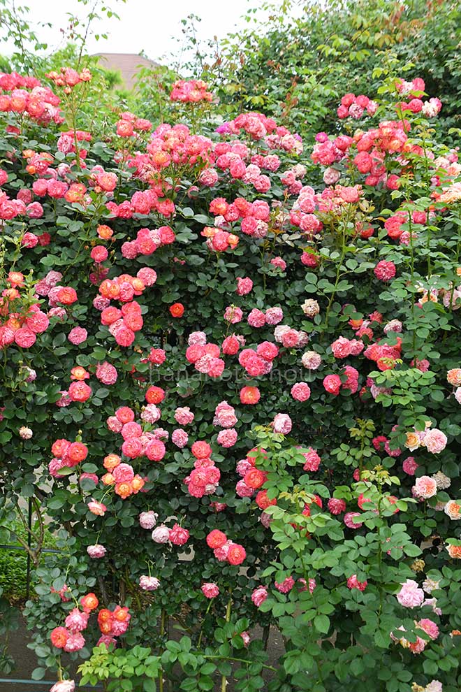 バラ ソレイユ ロマンティカ|花の手帖の薔薇図鑑