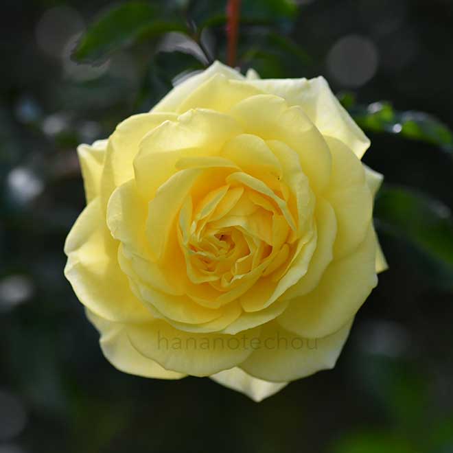 バラ ソレロ｜花の手帖の薔薇図鑑