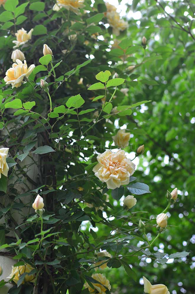 バラ ソルファタール｜花の手帖の薔薇図鑑