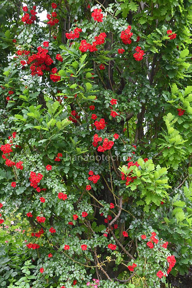 バラ ｜花の手帖の薔薇図鑑