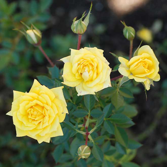 バラ ゾンネキント｜花の手帖の薔薇図鑑