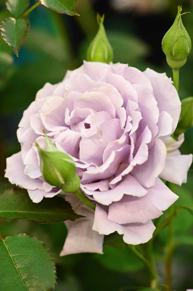 バラ 爽|花の手帖の薔薇図鑑