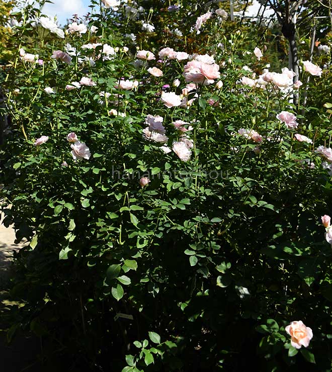 バラ サザンホープ｜花の手帖の薔薇図鑑