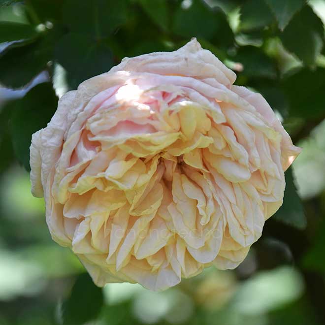 バラ スーヴニール ドゥ ラ マルメゾン｜花の手帖の薔薇図鑑