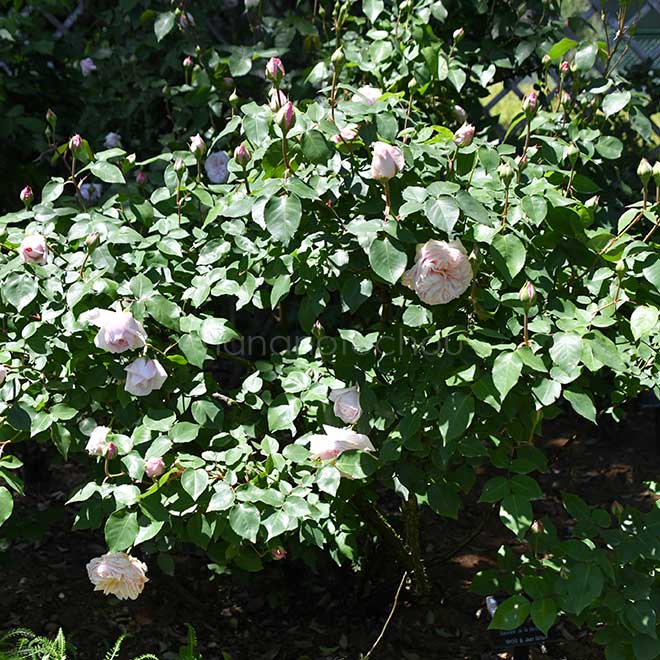 バラ スーヴニール ドゥ ラ マルメゾン｜花の手帖の薔薇図鑑