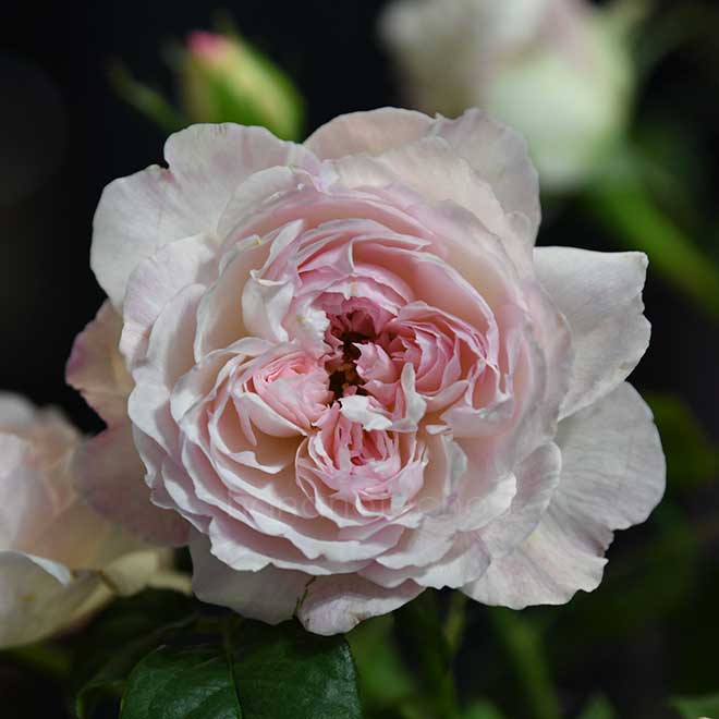 バラ ソワイユ｜花の手帖の薔薇図鑑