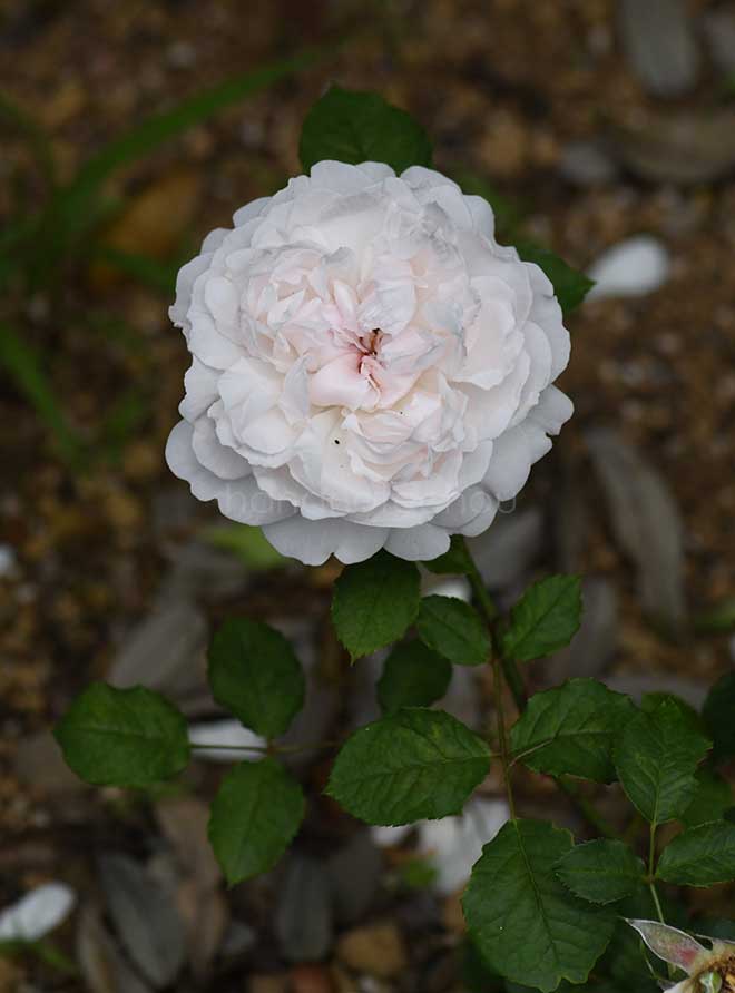 バラ ソワイユ｜花の手帖の薔薇図鑑