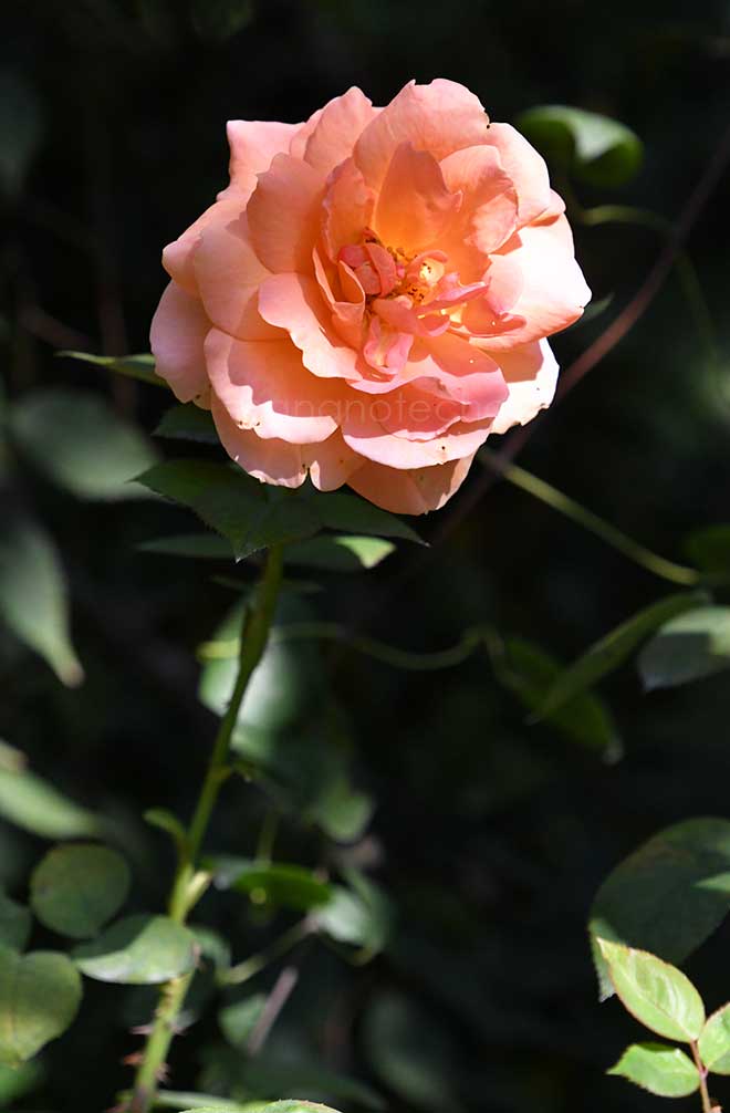 バラ スペシャルオケージョン｜花の手帖の薔薇図鑑