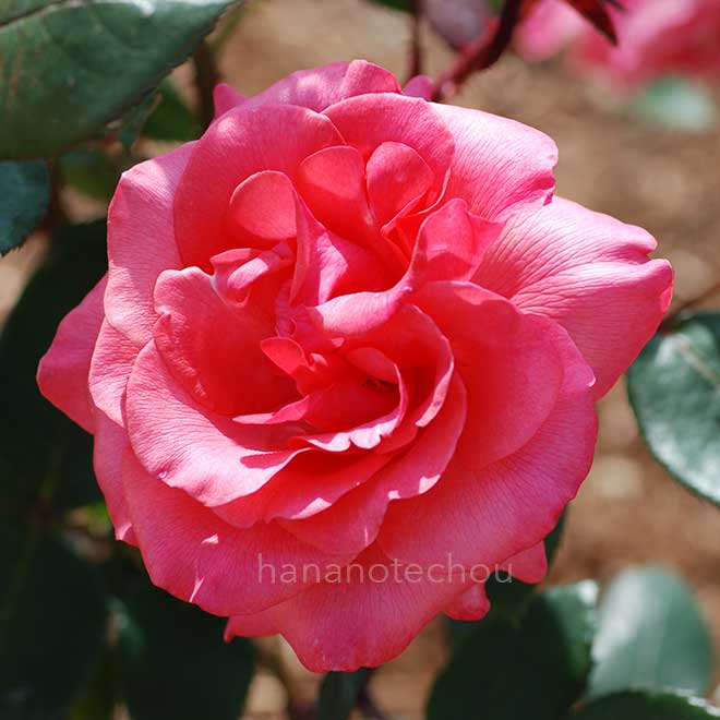 バラ スペルバウンド｜花の手帖の薔薇図鑑