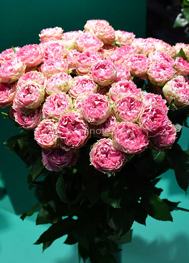 バラ スプラッシュセンセーション|花の手帖の薔薇図鑑