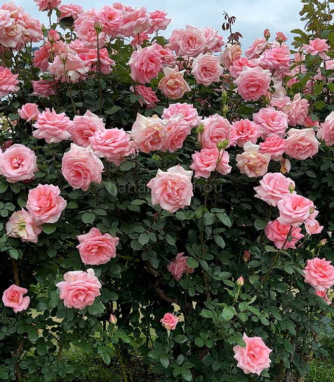 バラ サマー レディ｜花の手帖の薔薇図鑑