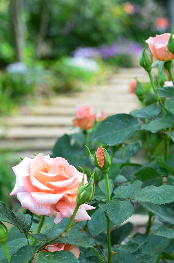 バラ サンセットセレブレーション｜ROSE Sunset Celebration｜花の手帖