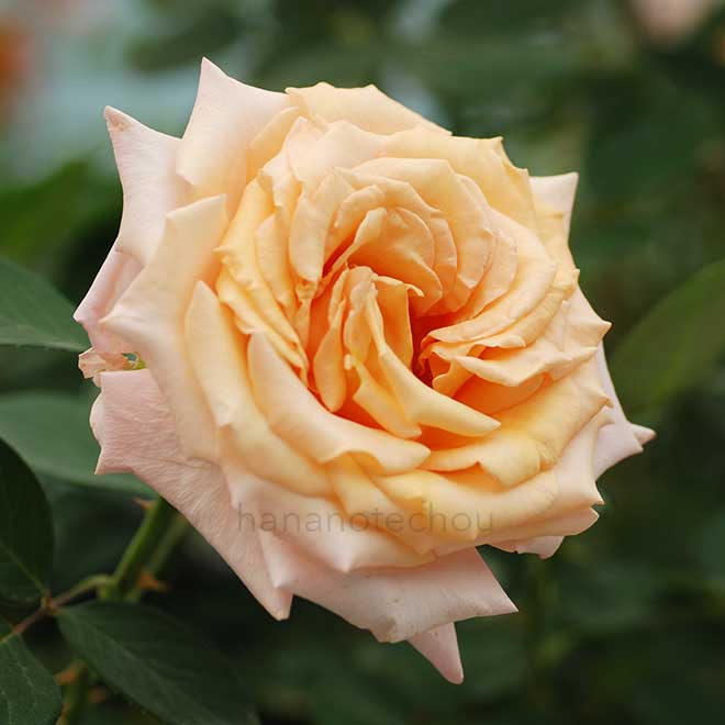 バラ サンセットセレブレーション|花の手帖の薔薇図鑑