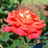 バラ スーザン デボイ|花の手帖の薔薇図鑑