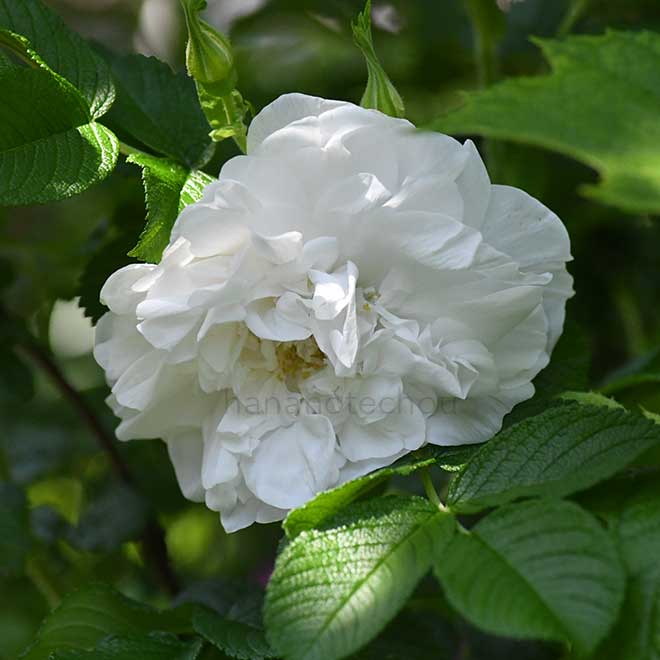 バラ スヴニール ドゥ フィレモン コシェ｜花の手帖の薔薇図鑑