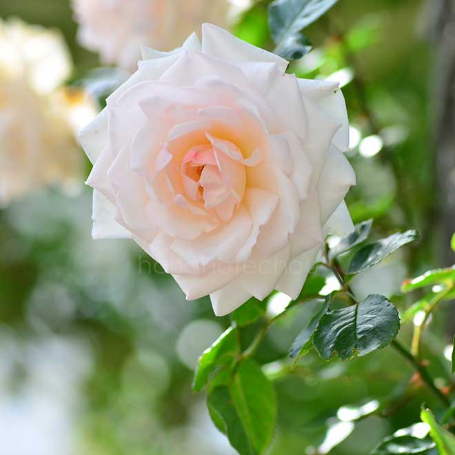 バラ スワン レイク｜花の手帖の薔薇図鑑