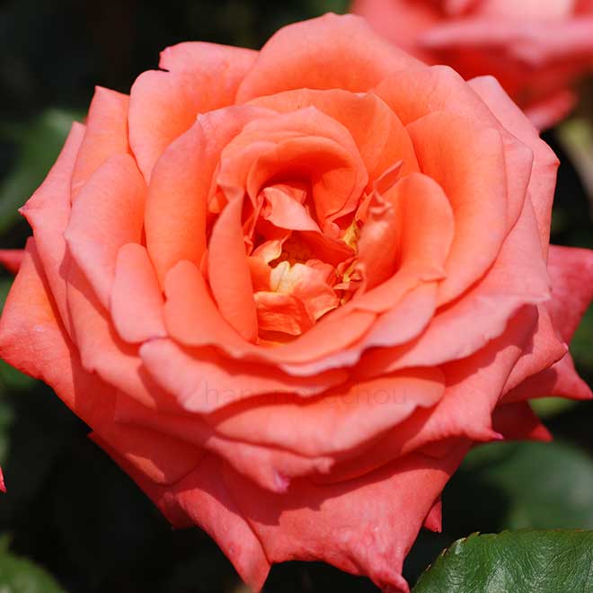 バラ つるゾリナ｜花の手帖の薔薇図鑑