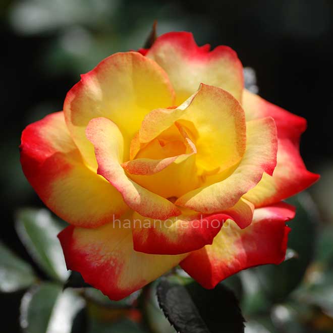 バラ チャールストン|花の手帖の薔薇図鑑