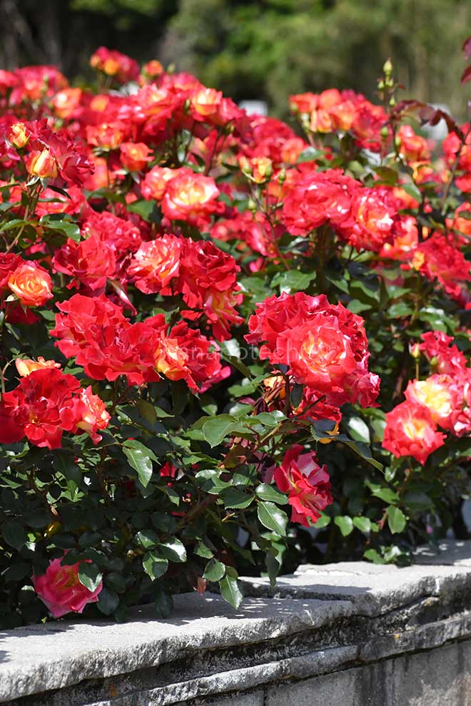 バラ チャールストン|花の手帖の薔薇図鑑