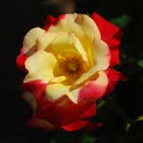 バラ つるチャールストン|花の手帖の薔薇図鑑