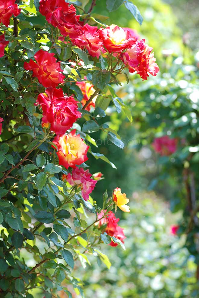 バラ つる チャールストン|花の手帖の薔薇図鑑
