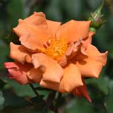 バラ チョコフィオーレ｜花の手帖の薔薇図鑑