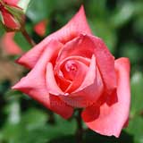 バラ 大文字|花の手帖の薔薇図鑑