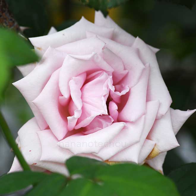 バラ ダマスククイーン｜花の手帖の薔薇図鑑