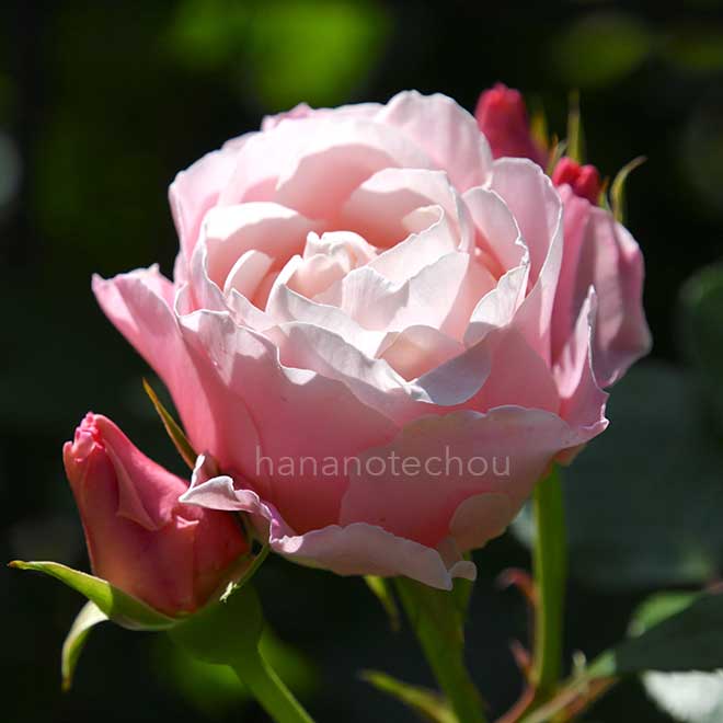 バラ ダフネ|花の手帖の薔薇図鑑