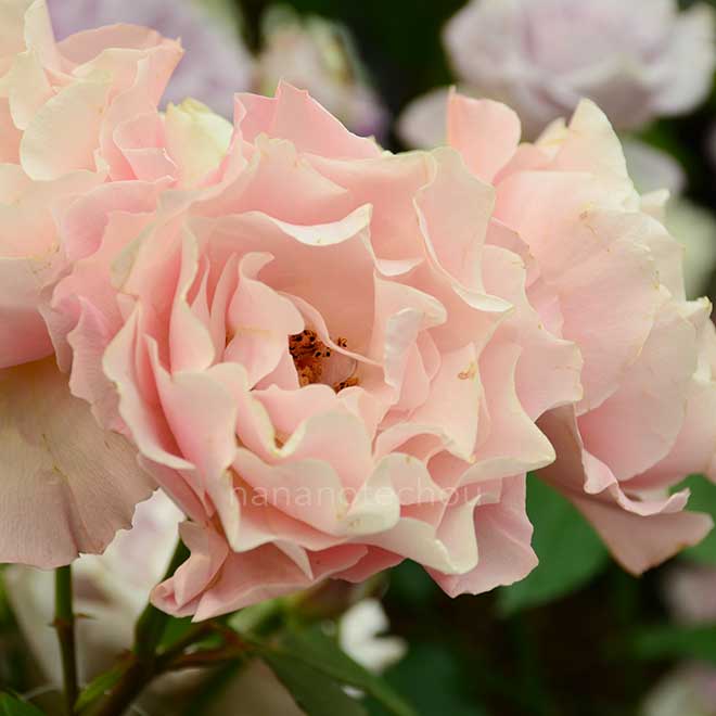 バラ ダフネ|花の手帖の薔薇図鑑