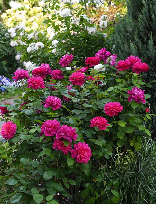 バラ ダーシー バッセル|花の手帖の薔薇図鑑