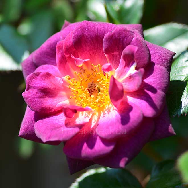 バラ ダーク チェリー パイ｜花の手帖の薔薇図鑑