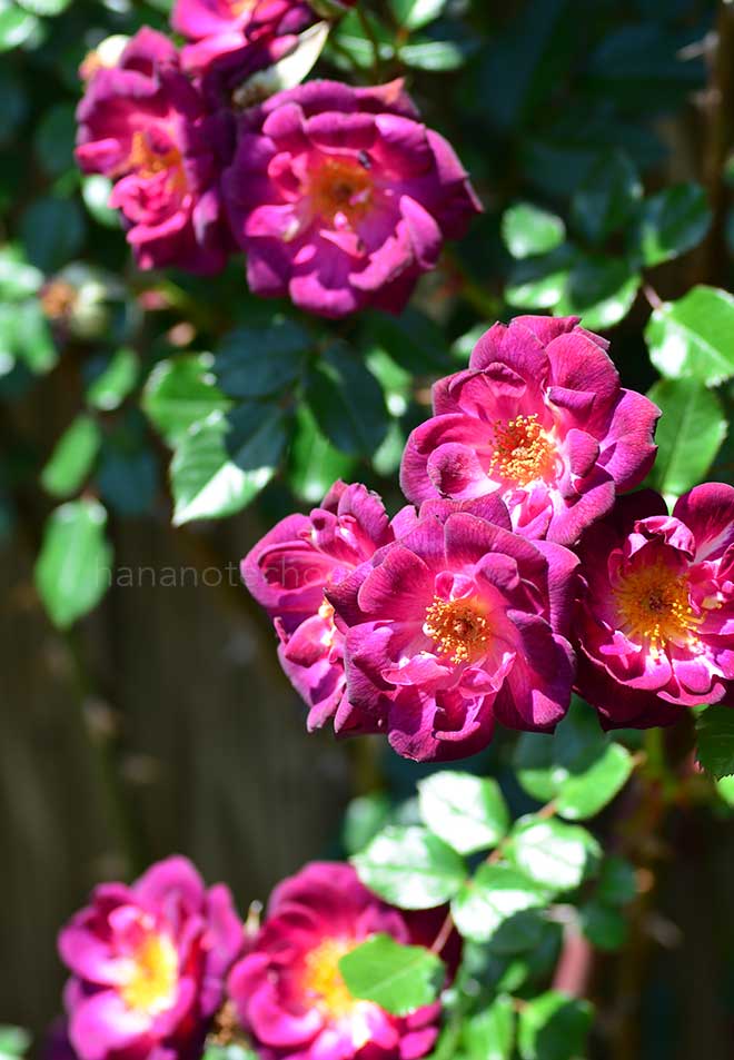 バラ ダーク チェリー パイ｜花の手帖の薔薇図鑑