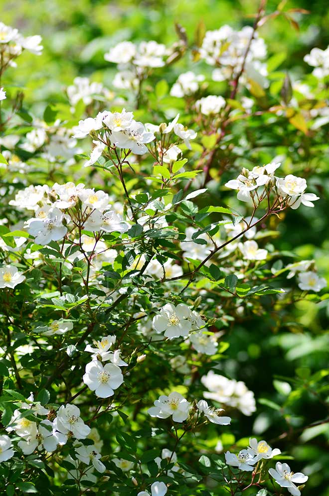 バラ ダーローズ エニグマ|花の手帖の薔薇図鑑