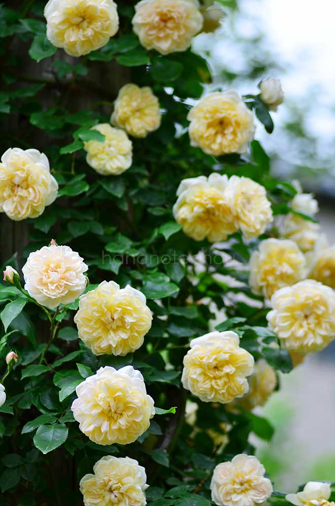 バラ デプレ ア フルール ジョーヌ|花の手帖の薔薇図鑑