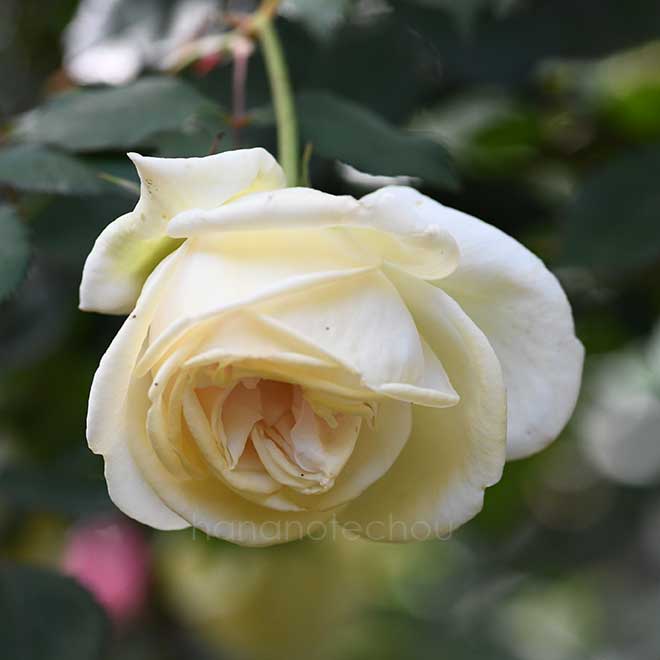 バラ デボニエンシス｜花の手帖の薔薇図鑑