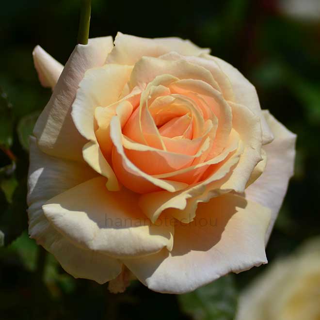 バラ ダイヤモンド ジュビリー|花の手帖の薔薇図鑑