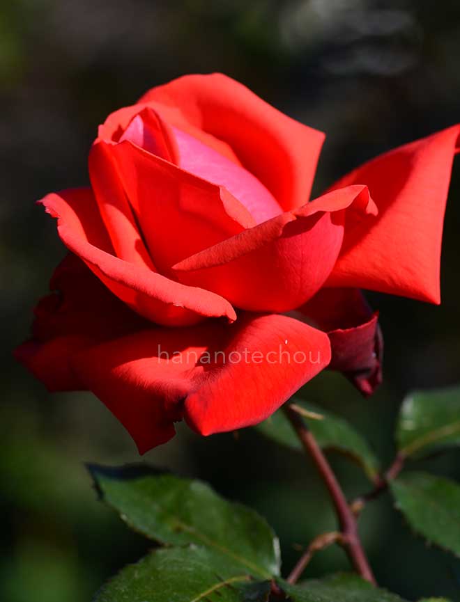 バラ ドリー パートン|花の手帖の薔薇図鑑