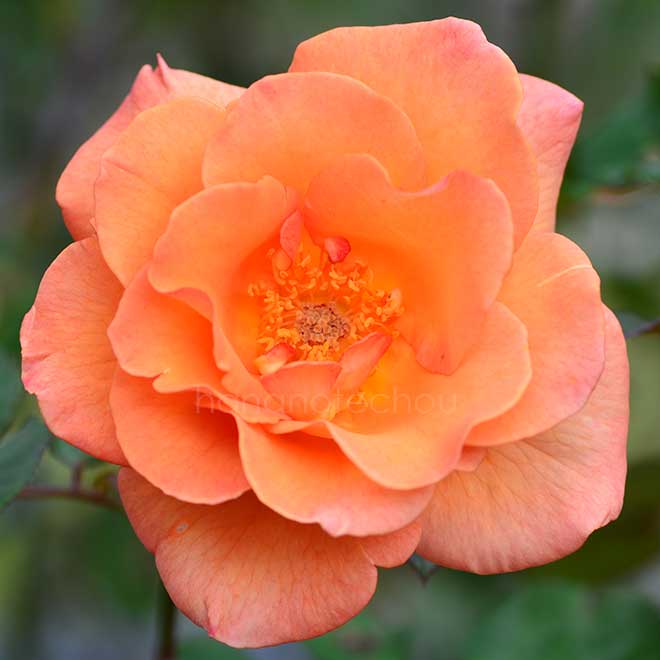 バラ ドリス タイスターマン｜花の手帖の薔薇図鑑