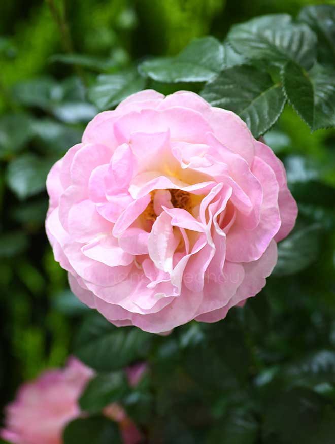 バラ ドルンブルガー シュロスローズ｜花の手帖の薔薇図鑑