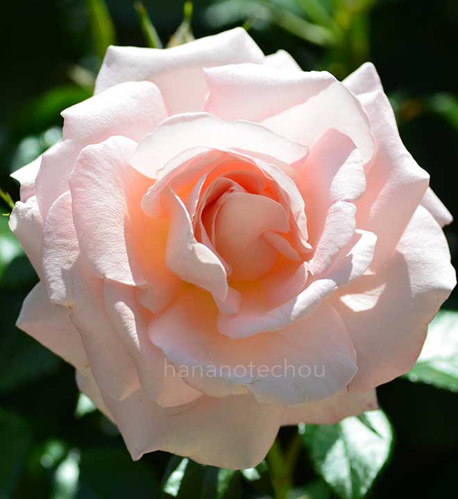 バラ ドロシー ハウス|花の手帖の薔薇図鑑