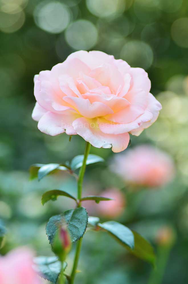 バラ ドロシー ハウス|花の手帖の薔薇図鑑