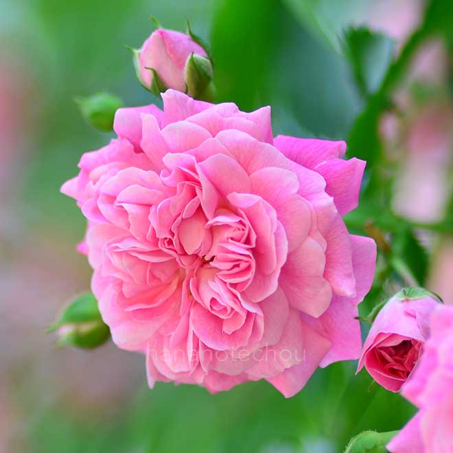 バラ ドロシー パーキンス|花の手帖の薔薇図鑑