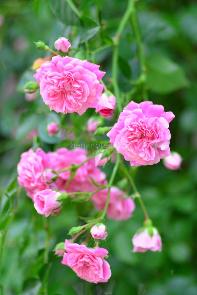 バラ ドロシー パーキンス|花の手帖の薔薇図鑑