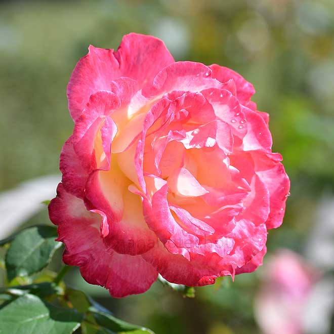 バラ ダブル デライト｜ROSE Doubule Delight®｜花の手帖のwebバラ図鑑