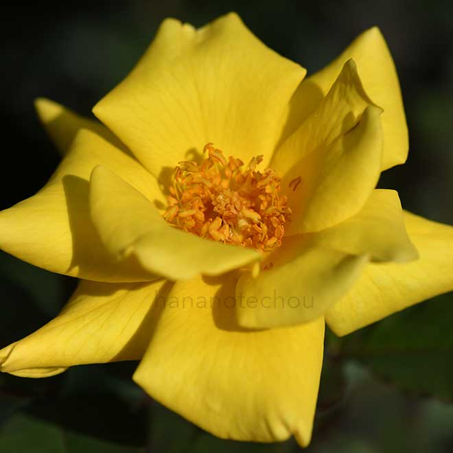 バラ ドクター エー ジェイ フェルハーゲ|花の手帖の薔薇図鑑