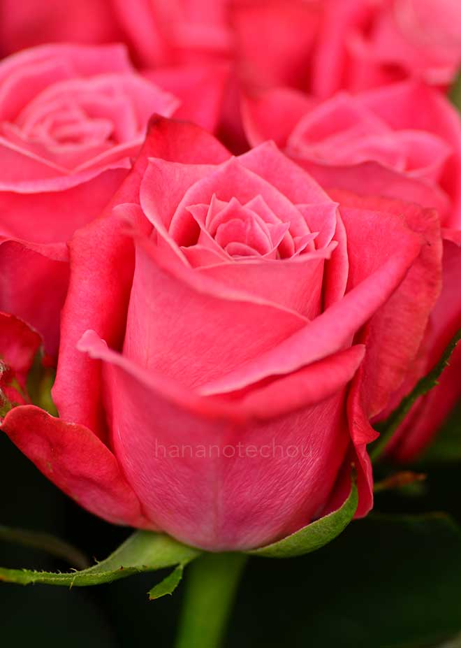 バラ タージ マハル|花の手帖の薔薇図鑑