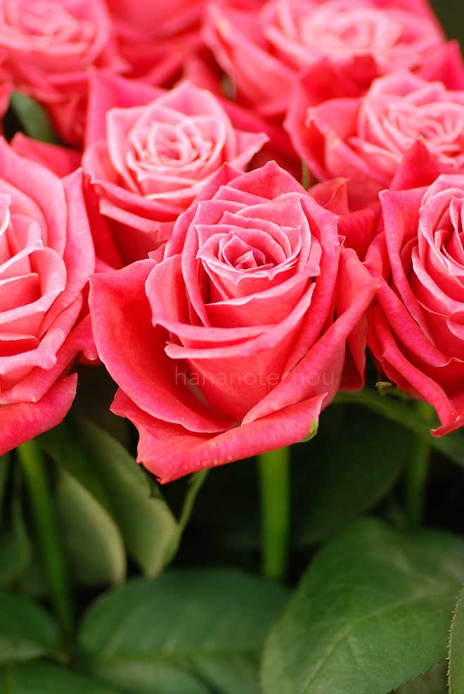 バラ タージ マハル|花の手帖の薔薇図鑑