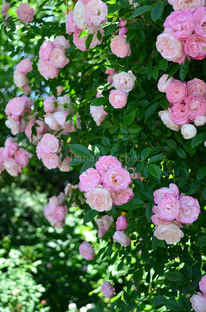 バラ 玉蔓
｜花の手帖の薔薇図鑑